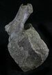 Dinosaur Vertebrae - Hell Creek Formation, Montana #25265-1